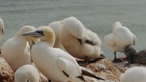 Flock-of-gannet-birds-picking-feathers-in-coastal-colony-area,-close-up-view