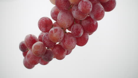 Grapes-cluster-being-dipped-in-clear-water-white-background