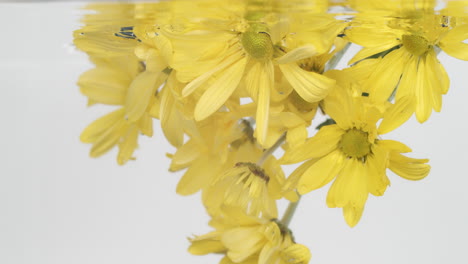 Striking-yellow-flowers-being-dipped-under-water-with-a-tranquil-feeling