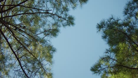 Upward-view-circling-shot-of-blue-sky-and-pine-canopy