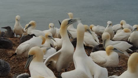 Cinematic-view-of-gannet-bird-colony-near-ocean-water,-close-up