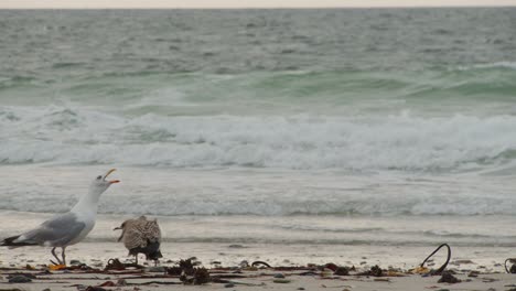 Seagull-screaming-while-walking-on-sandy-ocean-coastline,-static-view