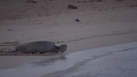 Sea-turtle-moving-toward-the-ocean-through-the-sand-in-Kauai-Hawaii