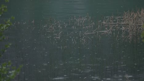 Nahaufnahme-Eines-Leichten-Regens-Auf-Einem-See-Mit-Natur-Im-Vordergrund
