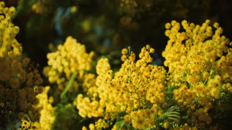 Beautiful-Yellow-Budding-Flowers-in-the-Bright-Sunlight