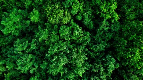 Lush-vibrant-broadleaf-forest,-aerial-top-down-view