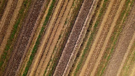Bunny-jumping-across-cultivated-field,-aerial-view-from-above