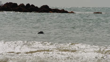 Wild-seal-enjoys-ocean-water-near-rocky-coastline,-static-view
