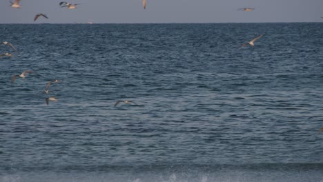 Wild-flock-of-birds-flying-coastal-blue-ocean,-static-view