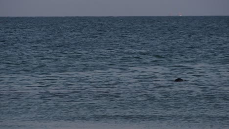 Wild-seal-pops-up-on-calm-blue-ocean-water,-distance-slow-motion-view
