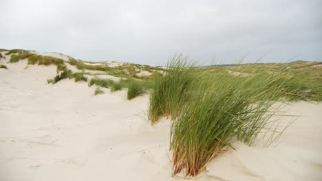 Beautiful-sandy-sea-coastline-dunes-with-grass-in-strong-wind
