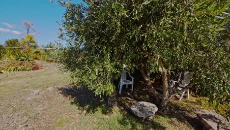 White-chair-in-shadow-underneath-olive-tree-in-Sardinia,-orbit-view
