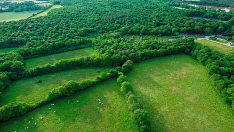 Flock-of-sheep-grazing-on-green-meadow-surrounded-by-dense-forest-landscape