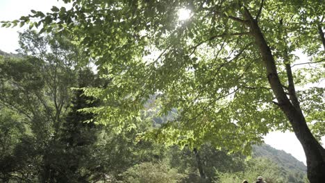 Tilting-down-from-the-sunny-green-treetops-to-a-group-of-hikers-walking-down-a-dirt-trail-in-the-French-mountains