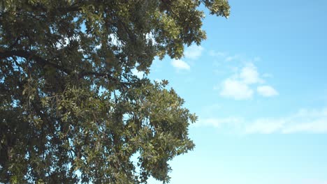 Exuberante-árbol-Vibrante-Contra-El-Cielo-Azul-En-Un-Día-Ventoso,-Vista-De-Mano