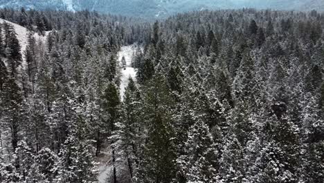 Green-pine-trees-are-covered-with-snow-in-mountains