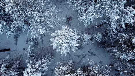 Drehende-Drohnenaufnahme-Des-Baums,-Der-Vollständig-Mit-Eis-Und-Schnee-Bedeckt-Ist