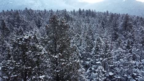 Aufschlussreiche-Luftaufnahme-Des-Endlosen-Winterwaldes-In-Den-Rocky-Mountains-In-Kanada