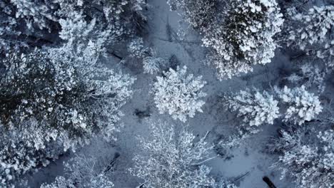 Drone-spinning-counter-clockwise-over-the-winter-forest-in-Canada