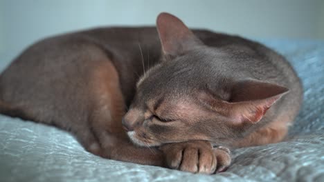Abyssinian-cat-having-a-nap-and-moving-his-ears
