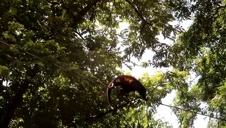Un-Mono-Aullador-Trepando-Por-Un-Cable-En-Costa-Rica
