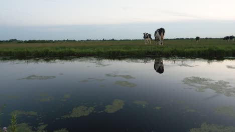 A-wide-shot-of-two-Dutch-cows-in-a-big-field