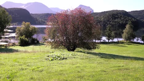 Hermoso-árbol-Parado-Solo-Con-Un-Impresionante-Fondo-De-Montaña-En-Noruega,-Europa