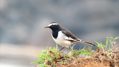 African-pied-wagtail.