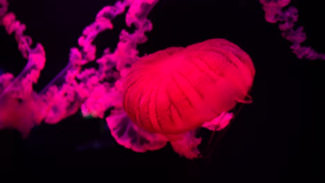 Jellyfish-swimming-in-a-tank