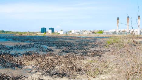 Dead-mangrove-stumps-covered-in-heavy-oil-in-asphalt-lake,-Curacao---September-2018
