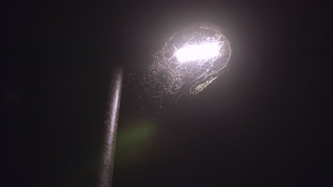 Massive-spider-web-around-lamp-post-covered-in-bugs