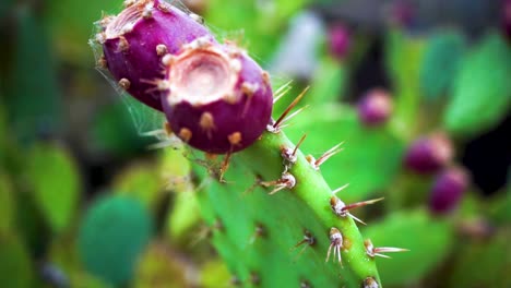 Close-up-pan,-prickly-pear-cactus-with-purple-fig-fruit-and-spiderweb