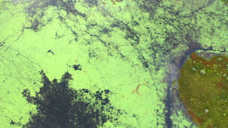 Aerial-over-the-algae-covered-waters-of-Shirley-Bog-in-the-Maine-countryside-surrounded-by-grassy-fields