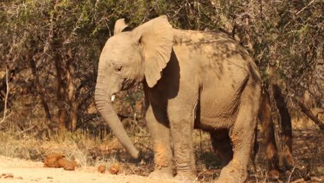 Footage-of-a-young-bull-african-elephant-being-playful-in-a-national-park-in-south-africa