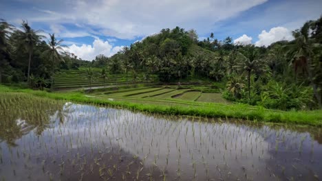 Reveal-Scenic-Nature-View-With-Paddy-Fields-In-Bali,-Indonesia