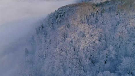 Aerial-view-of-pine-tree-forest-covered-in-snow-and-fog-at-winter