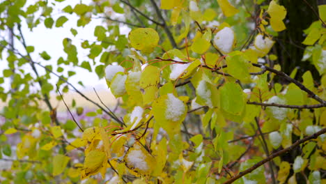 Day-time-footage-of-baby-Poplar-tree-with-snow-on-the-leaves-during-Autumn