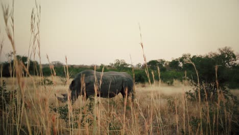 Ein-Freilaufendes-Nashorn