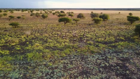 Antenne,-Gnuherde,-Die-Bei-Sonnenuntergang-In-Botswana-Durch-Die-Afrikanische-Savanne-Läuft
