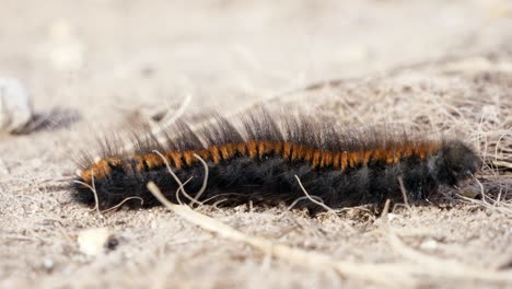 Close-up-shot-of-a-Fox-Moth-Caterpillar-moving-from-left-to-right-on-dry-dirt-and-grass