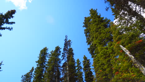 Day-time-footage-of-walking,-looking-up-at-trees-in-Banff-National-Park-in-Alberta,-Canada