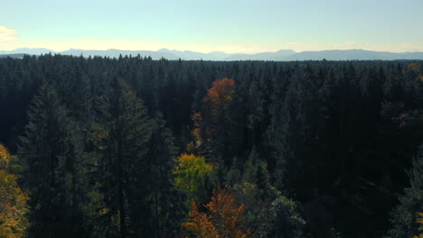 Ascending-drone-shot---revealing-of-the-Bavarian-Alps-behind-a-forest