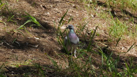 Pigeon-on-soft-ground-on-the-banks-of-a-river-in-Australia