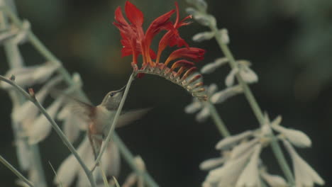 Hummingbird-flying-around-flowers-and-licking-nectar,-slowmotion