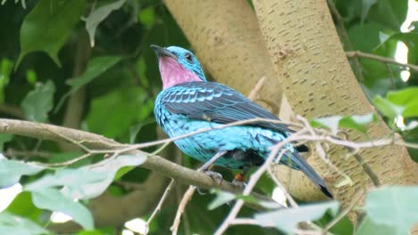 Nahaufnahme-Eines-Schönen-Blauen-Männlichen-Spangled-Cotinga-Mit-Rosa-Kehle