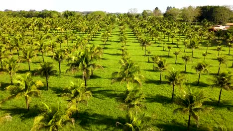 Luftaufnahme-Einer-Kokosnussplantage-An-Einem-Sonnigen-Tag-Im-Südosten-Brasiliens