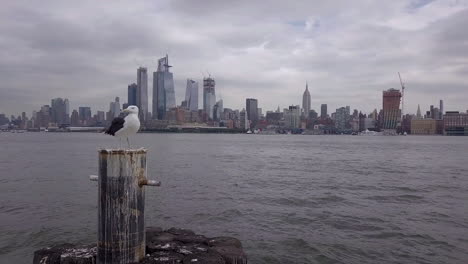 Seagull-with-NYC-skyline-in-background