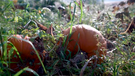 Dew-covered-pumpkin-sitting-in-a-field-backlit-by-the-morning-light-as-camera-moves-to-the-right