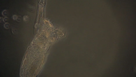 Mikroskopisch-Kleine-Rotifera-Verwenden-Zilien,-Um-Futter-Zu-Filtern,-Wie-Durch-Ein-Phasenkontrastmikroskop-Zu-Sehen-Ist