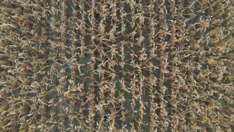 Aerial-top-down-view-of-stalks-of-corn-on-a-farming-field